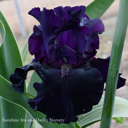 Black Phantom - Tall Bearded Iris