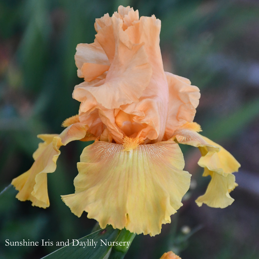Black Hills Gold - Tall Bearded Iris