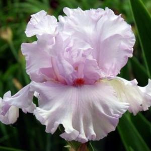 Bliss Bomb - Tall Bearded Iris