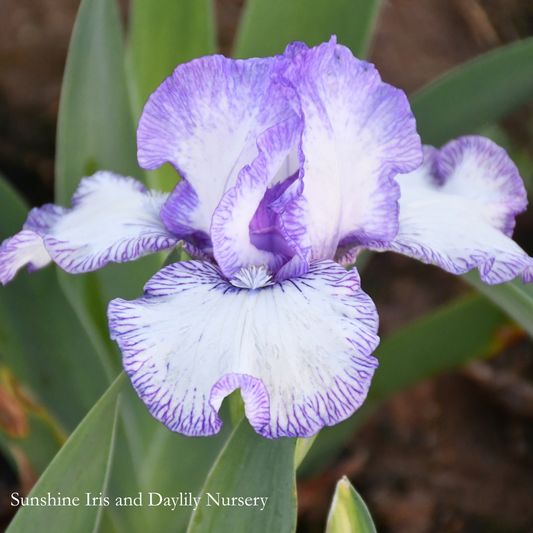 Bold Print - Intermediate Bearded Iris