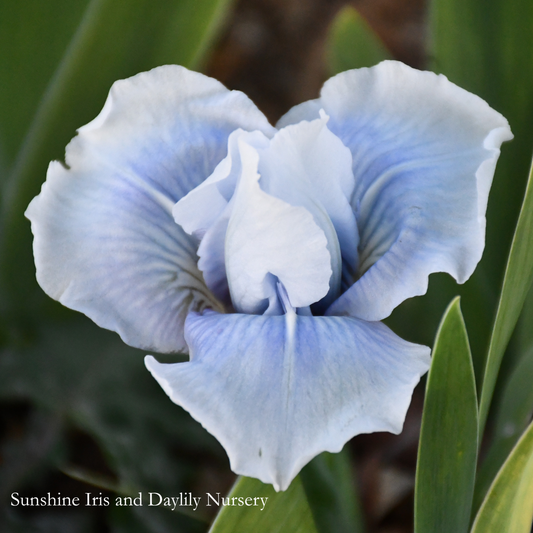 Bombay Sapphire - Dwarf Bearded Iris