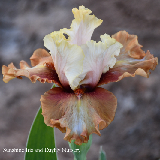 Border Guard - Border Bearded Iris