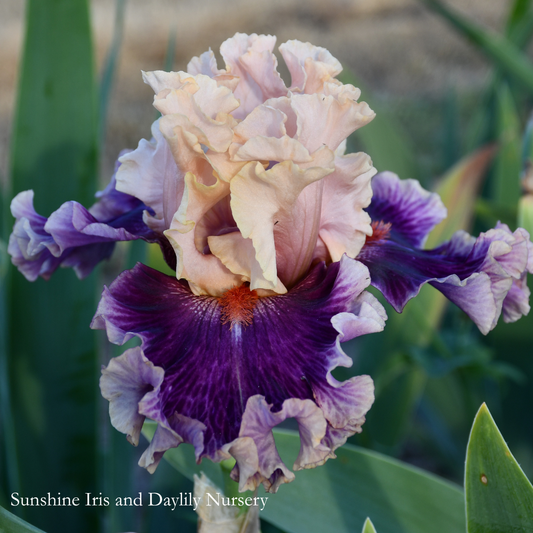 Born This Way - Tall Bearded Iris