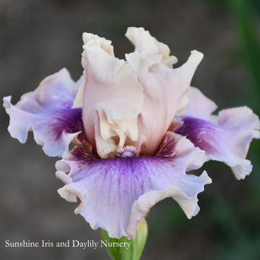 Brainteaser - Tall Bearded Iris
