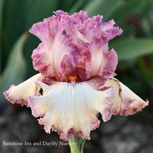 Brazen Beauty - Tall Bearded Iris