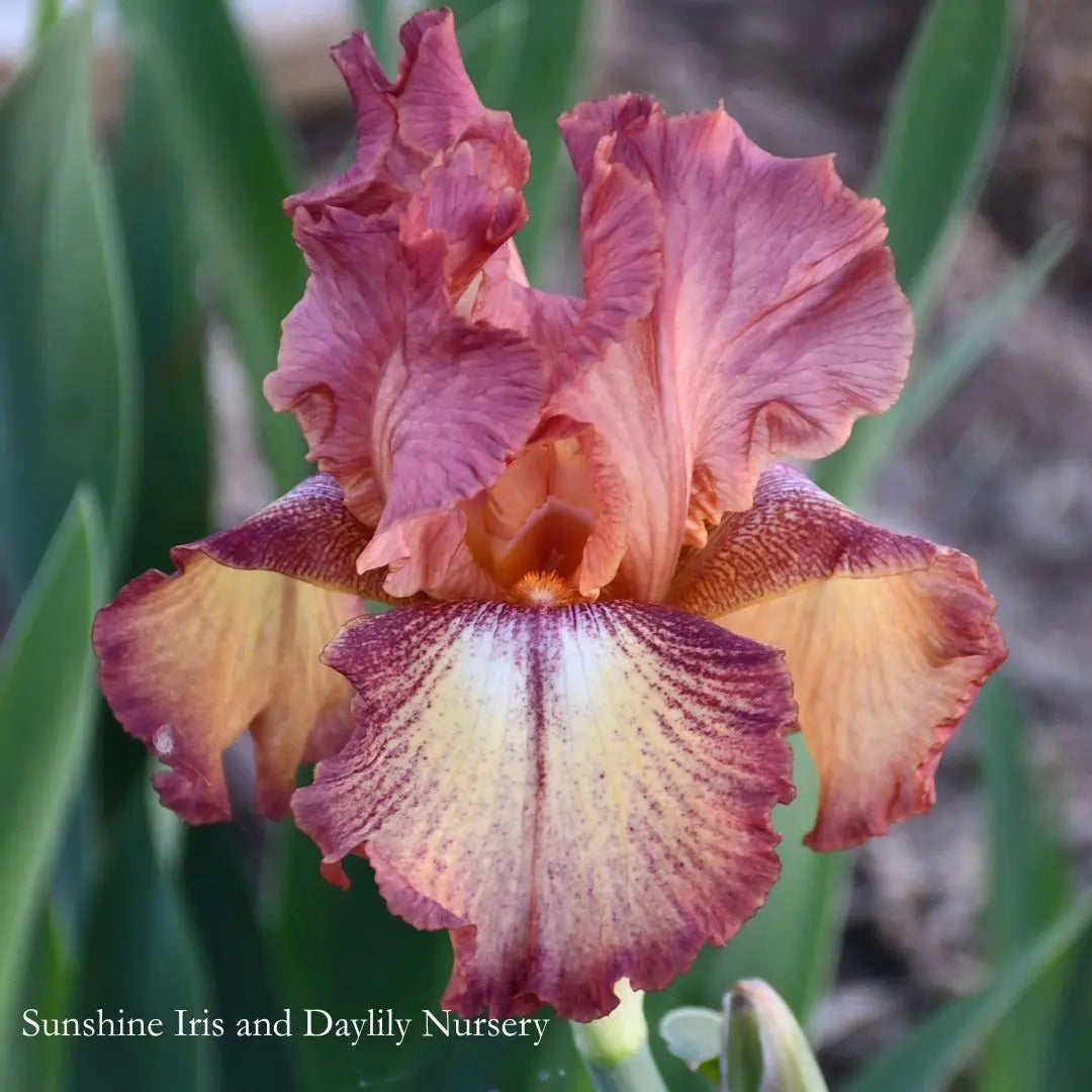 Bronze Fawn - Tall Bearded Iris Sunshine Iris Nursery