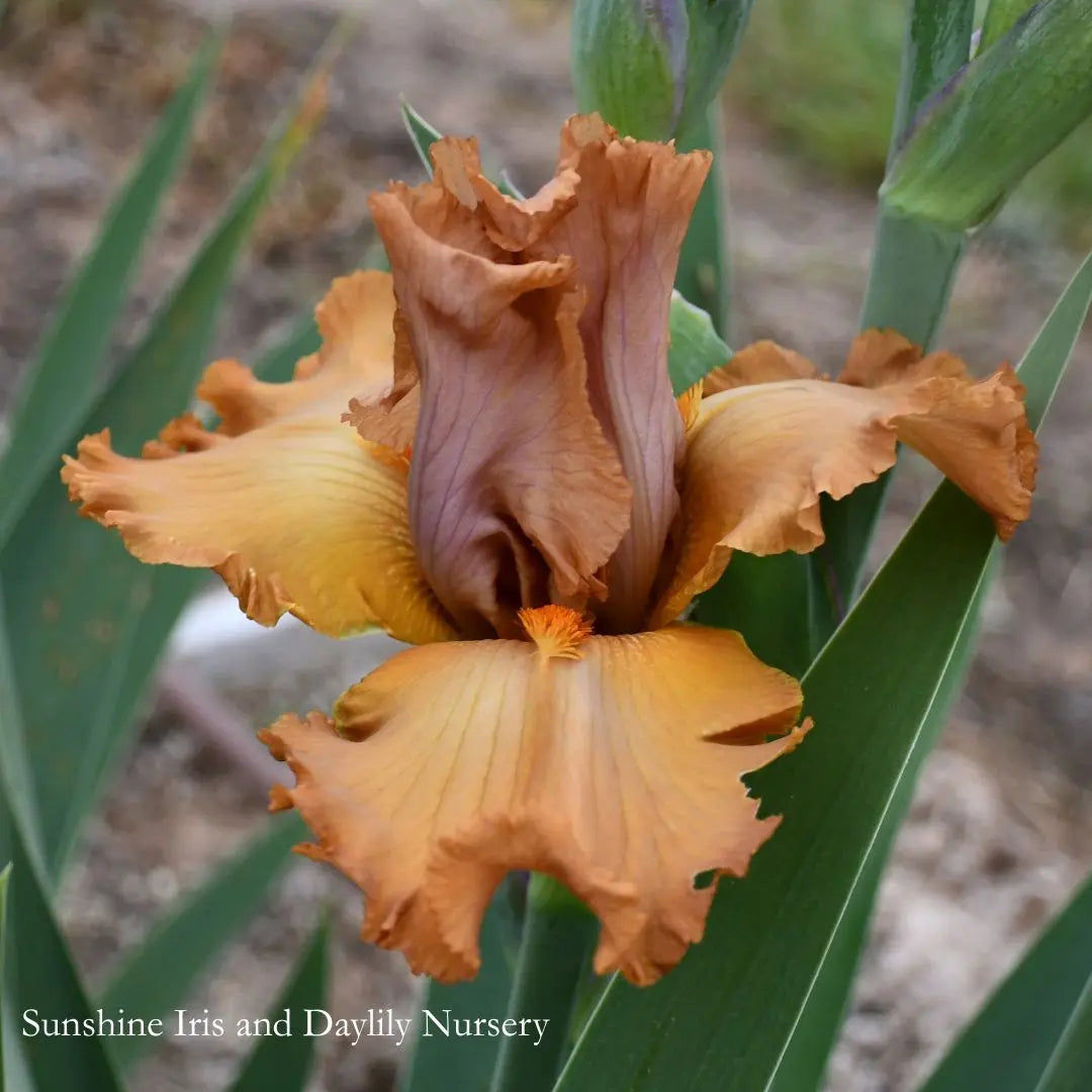 Bronzed Aussie - Tall Bearded Iris Sunshine Iris Nursery
