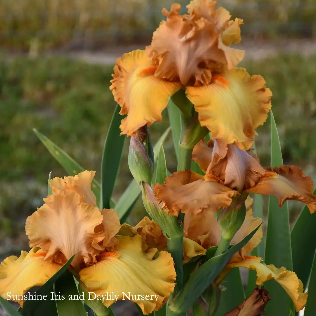 Bronzed Aussie - Tall Bearded Iris Sunshine Iris Nursery