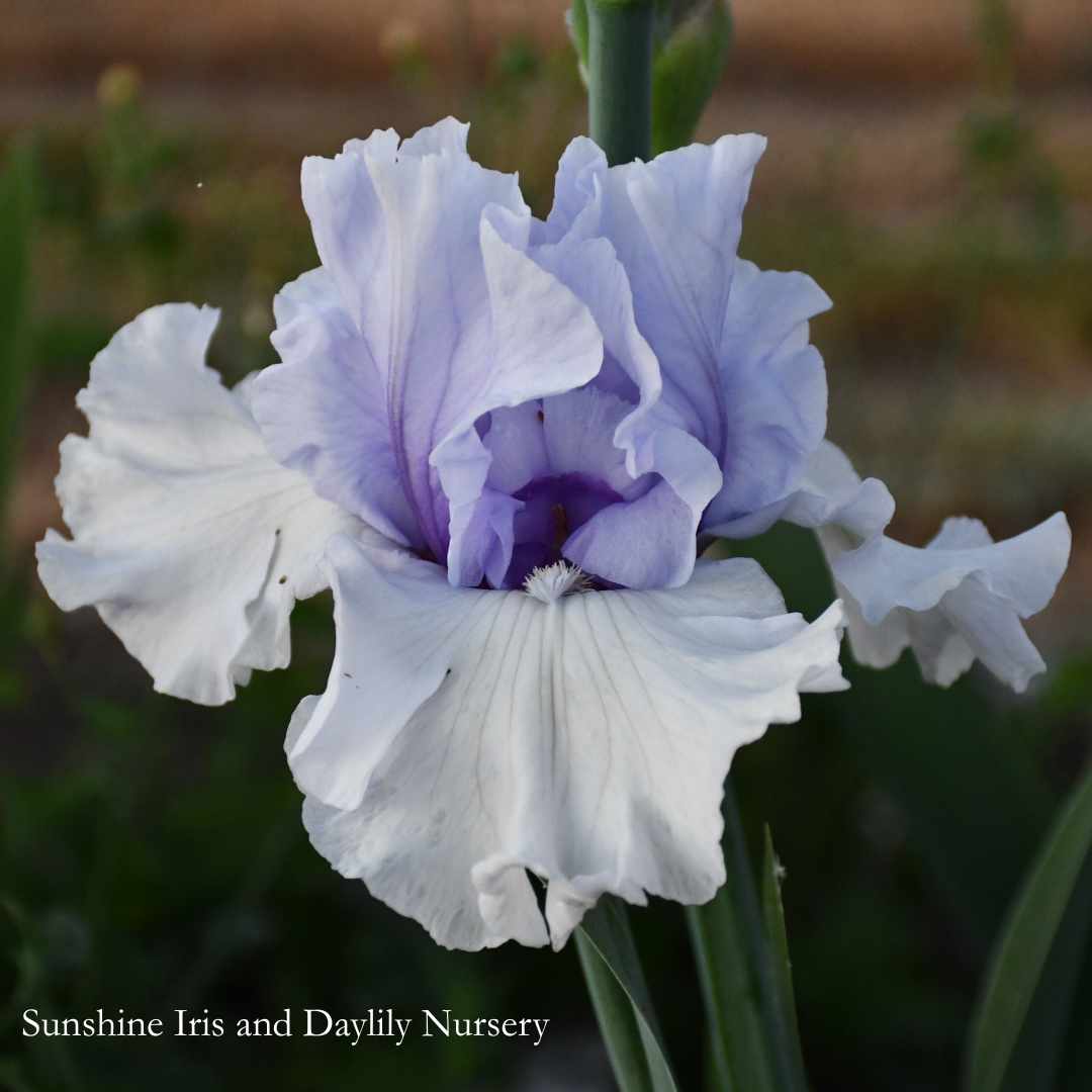Brussels - Tall Bearded Iris