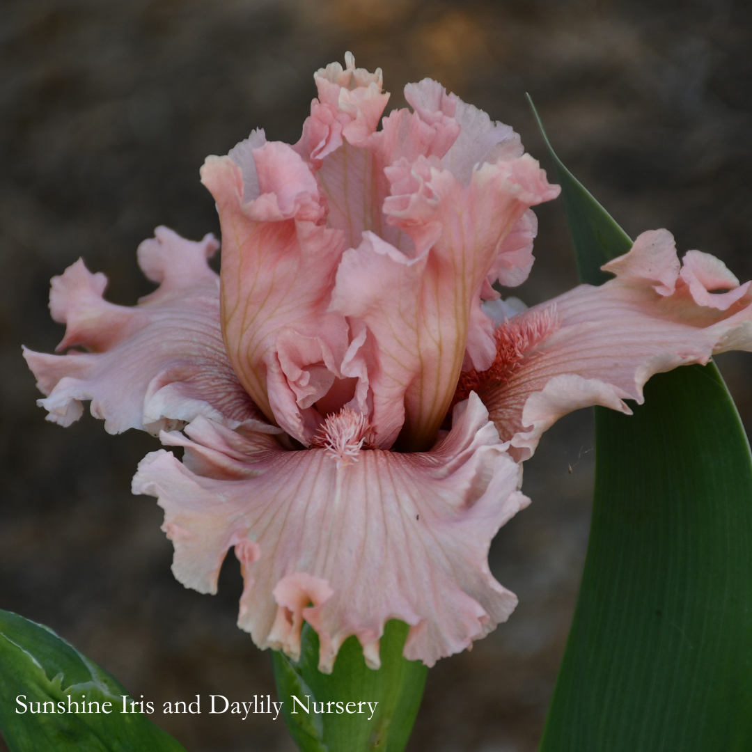 Bubbly Beauty - Tall Bearded Iris
