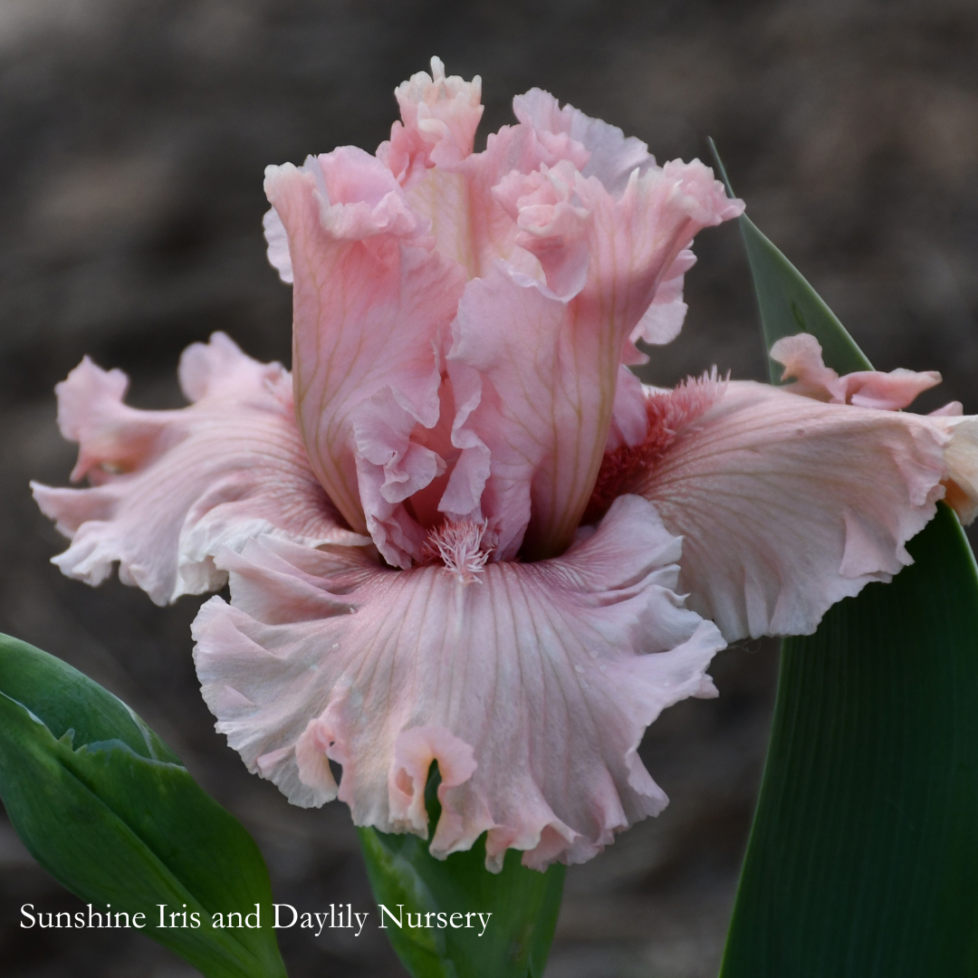 Bubbly Beauty - Tall Bearded Iris