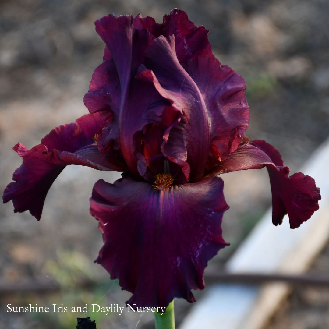 Burgundy Bubbles - Tall Bearded Iris