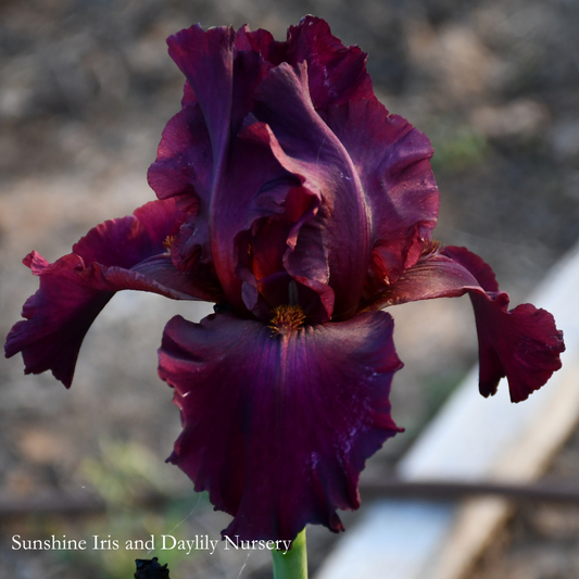 Burgundy Bubbles - Tall Bearded Iris