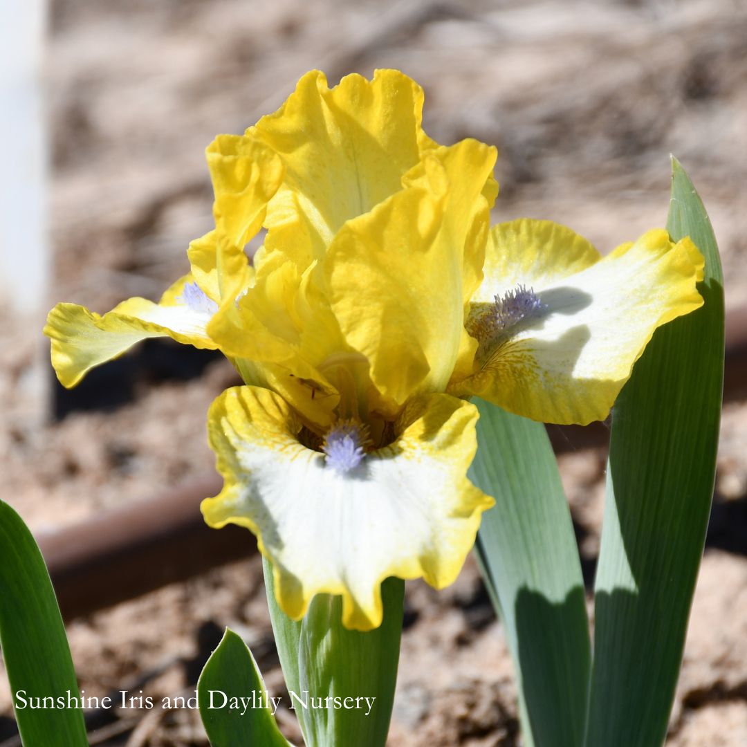 Buttered - Dwarf Bearded Iris Sunshine Iris Nursery