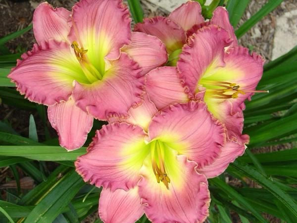 Chance Encounter - Large Daylily