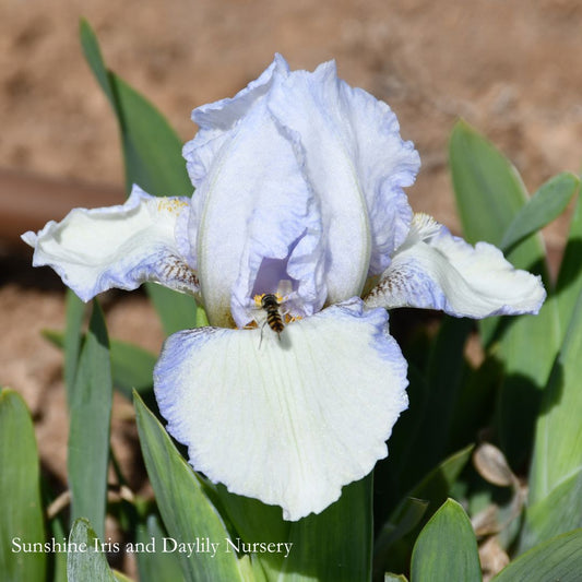 Canadian Kisses - Dwarf Bearded Iris Sunshine Iris Nursery