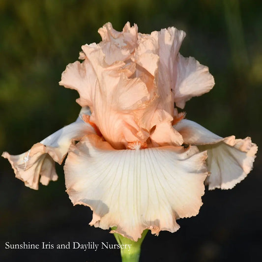 Centennial Hall - Tall Bearded Iris Sunshine Iris Nursery