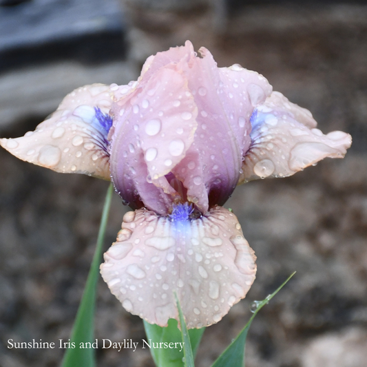 Chanted - Dwarf Bearded Iris