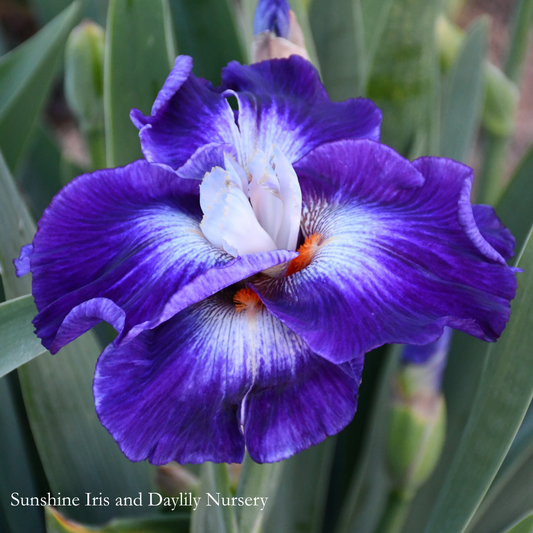 Chaos Theory - Tall Bearded Iris