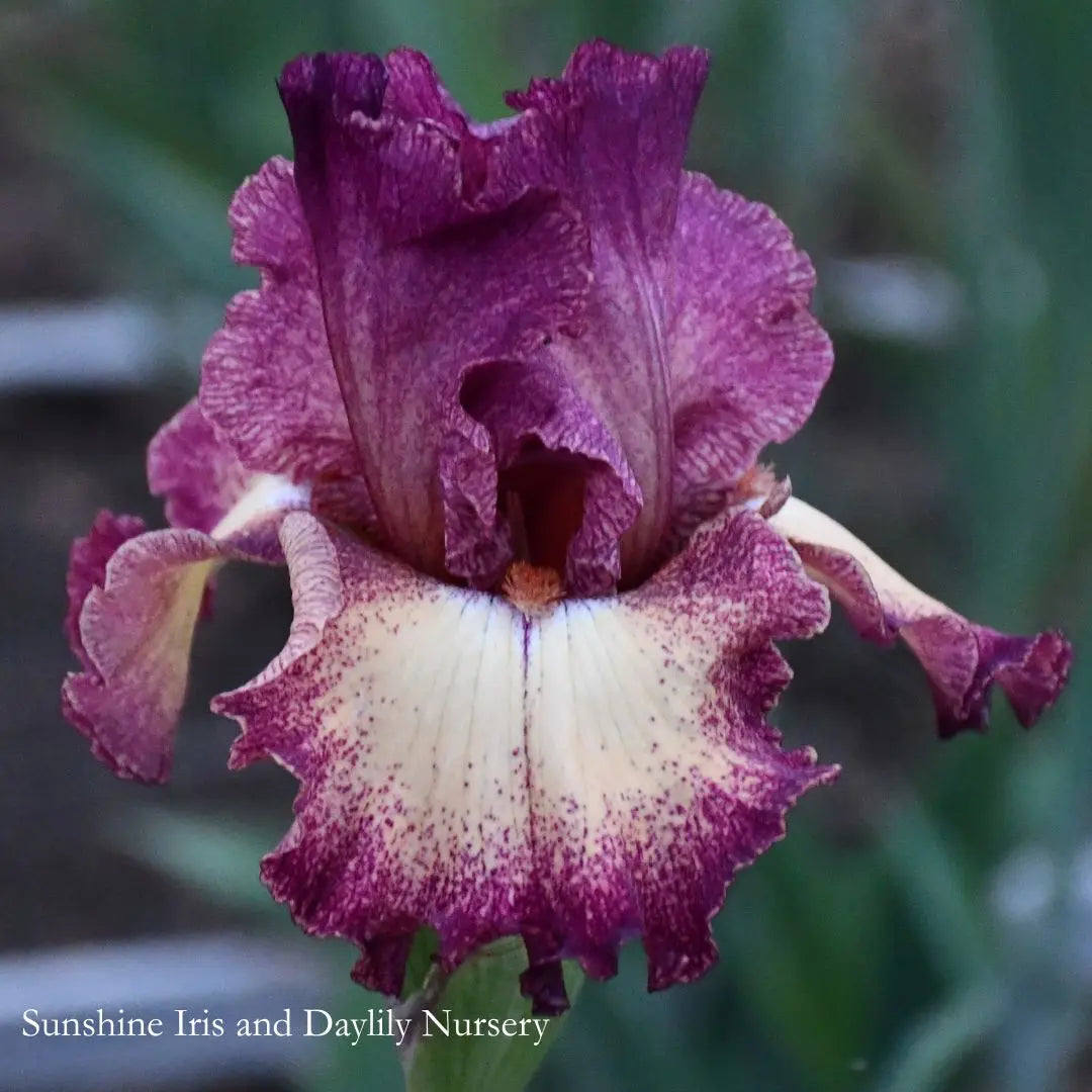 Chatter - Tall Bearded Iris Sunshine Iris Nursery