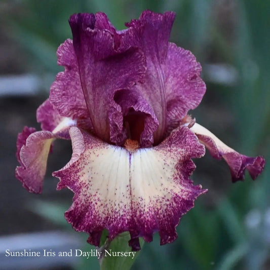 Chatter - Tall Bearded Iris Sunshine Iris Nursery