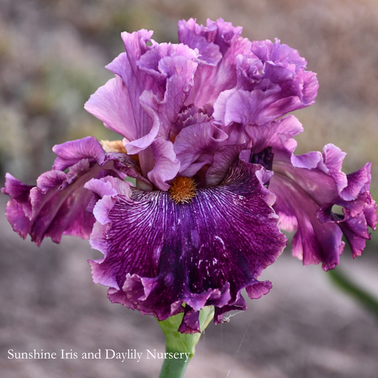 Cherry Parfait - Tall Bearded Iris