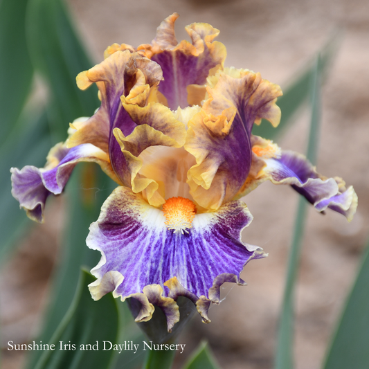 Cher's Fancy Idea - Intermediate Bearded Iris