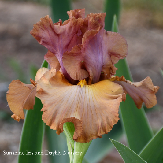 Chestnut Avenue - Tall Bearded Iris