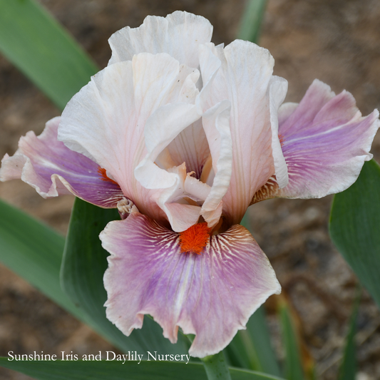Chinese Treasure - Tall Bearded Iris