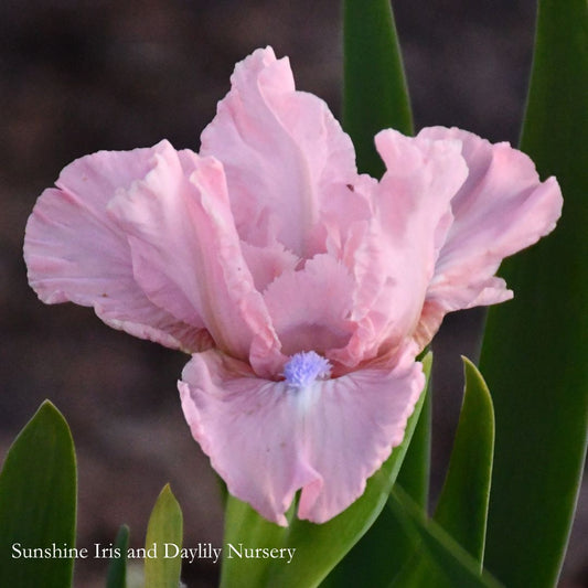 Cimbalino - Dwarf Bearded Iris Sunshine Iris Nursery