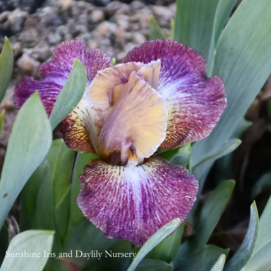 Circus Act - Dwarf Bearded Iris Sunshine Iris Nursery