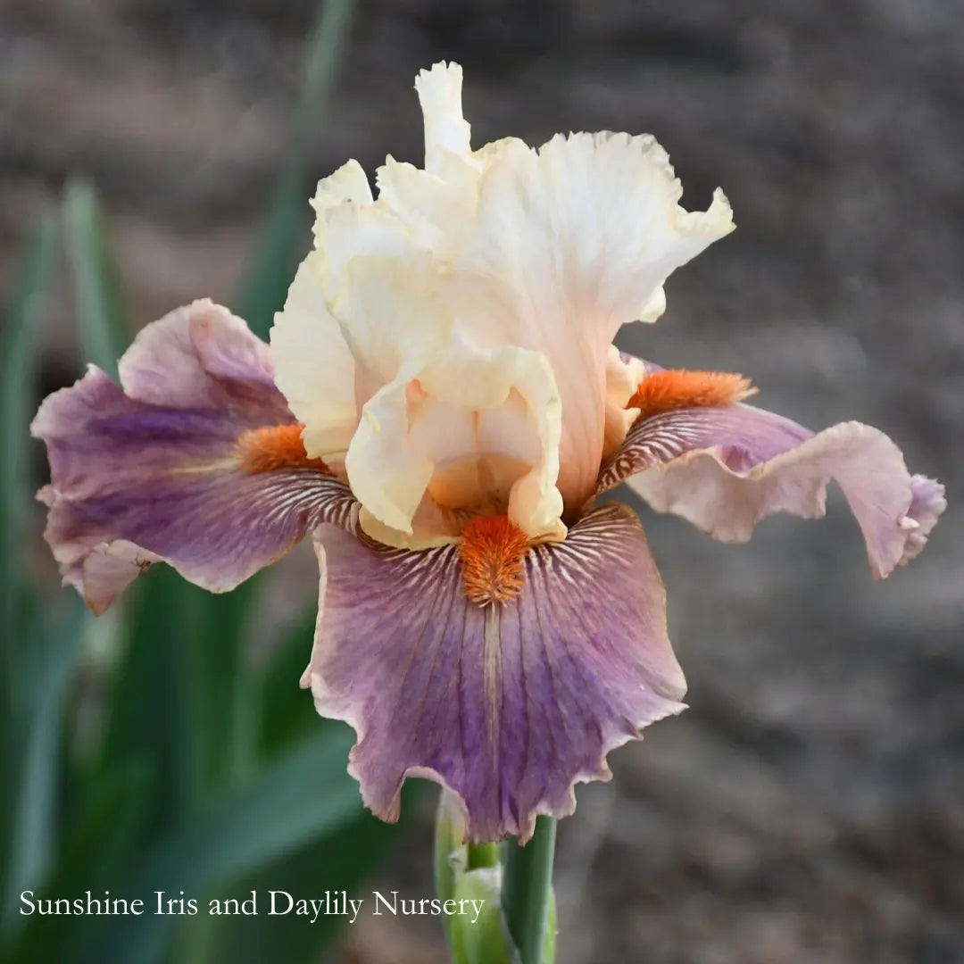 Cocoa and Pearls - Tall Bearded Iris Sunshine Iris Nursery