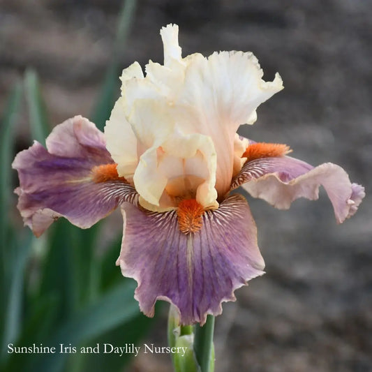 Cocoa and Pearls - Tall Bearded Iris Sunshine Iris Nursery