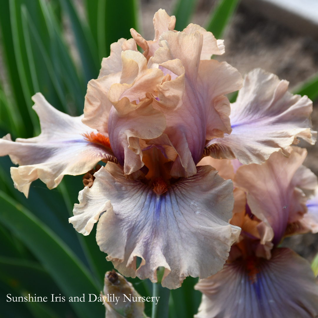 Coffee Trader - Tall Bearded Iris