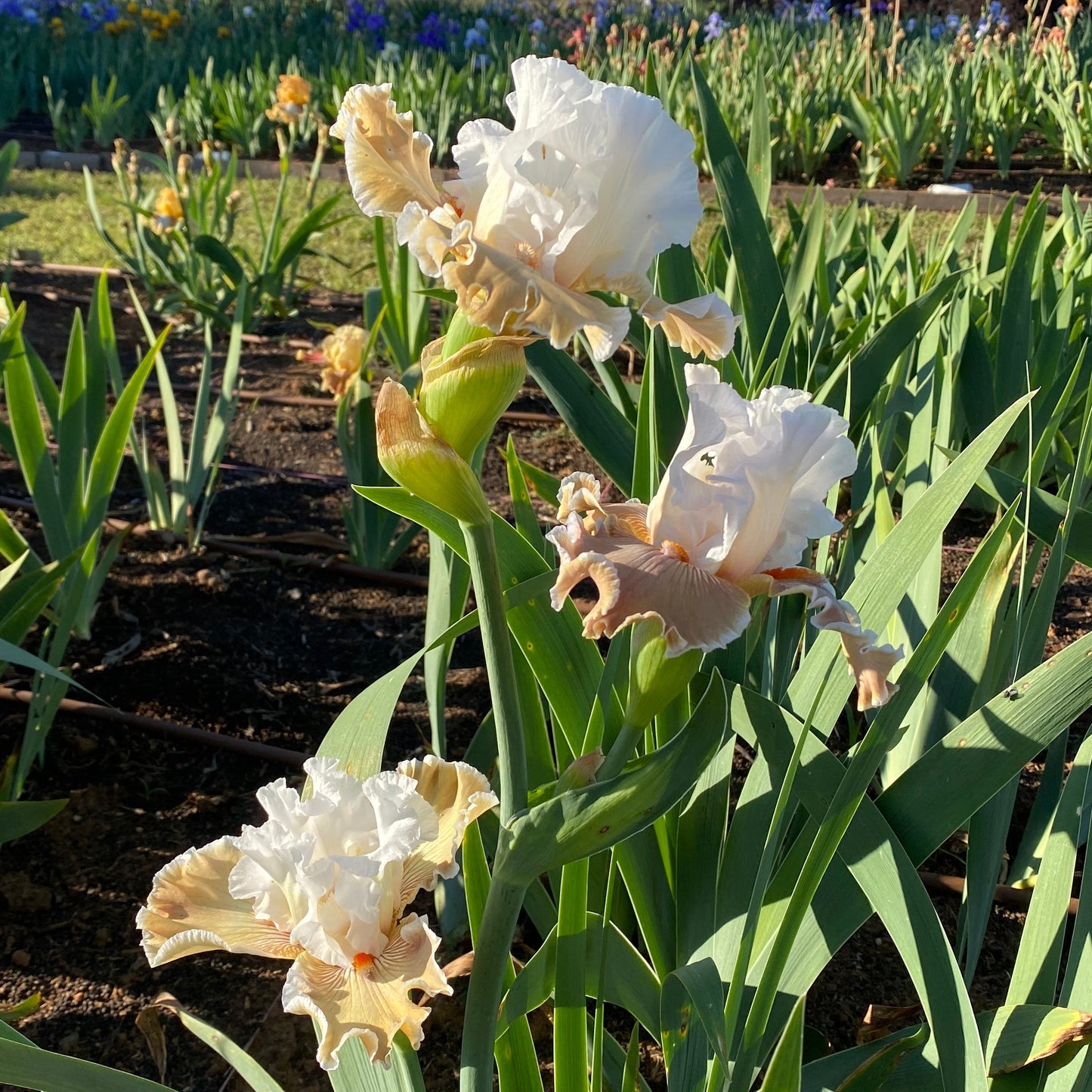Coffee Whispers - Tall Bearded Iris