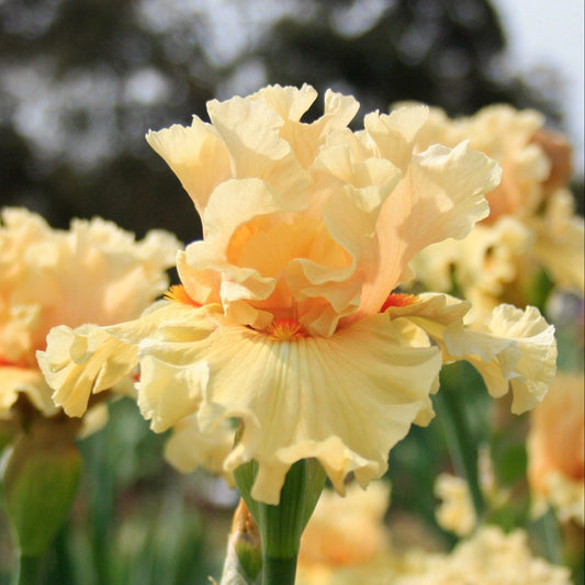 Comes The Dawn - Tall Bearded Iris