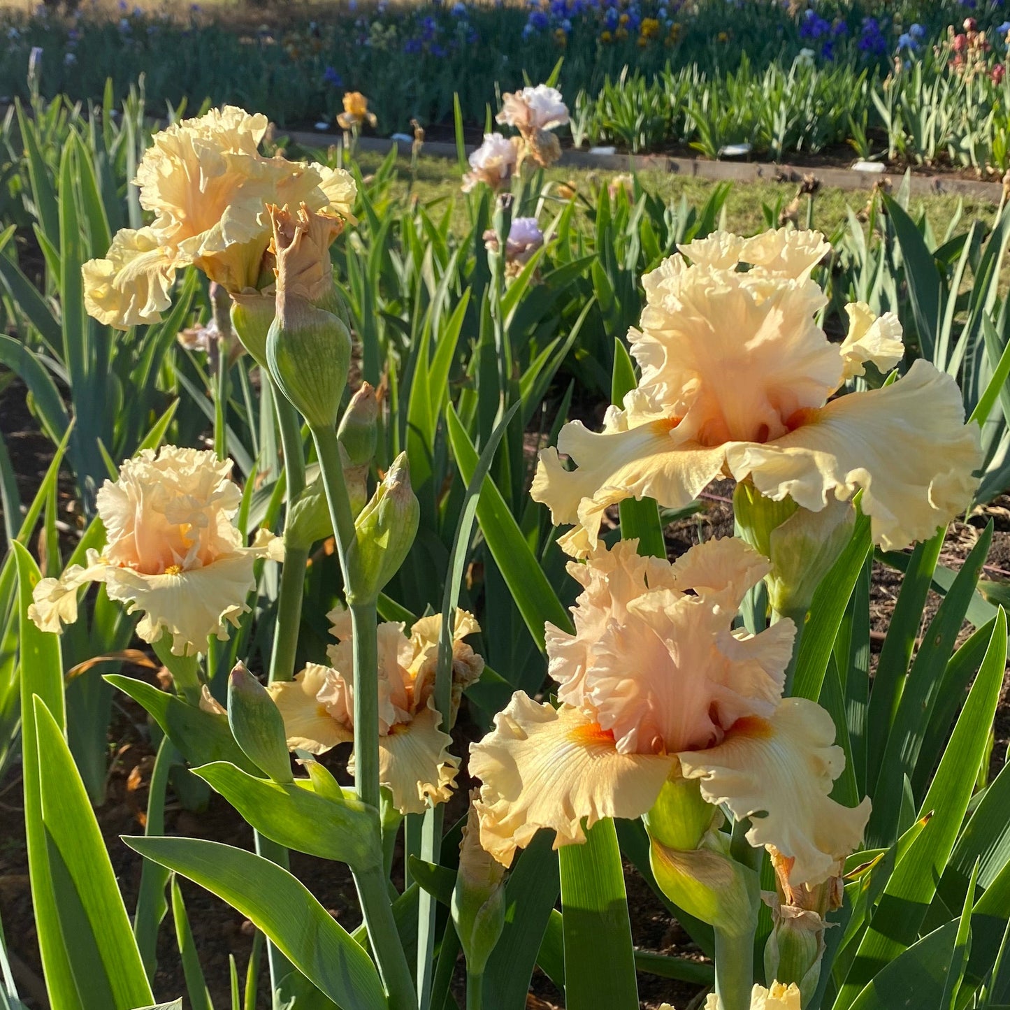 Comes The Dawn - Tall Bearded Iris