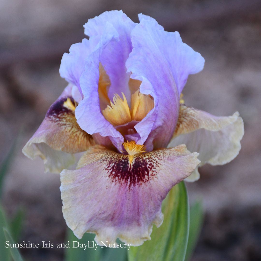Conspiracy Theory - Arilbred Iris Sunshine Iris Nursery