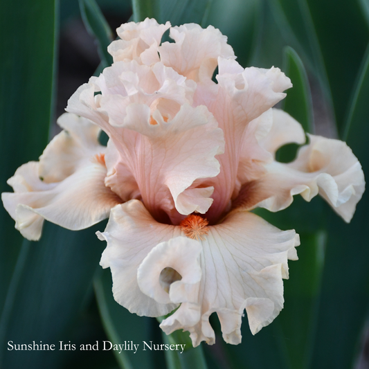 Coralina - Tall Bearded Iris