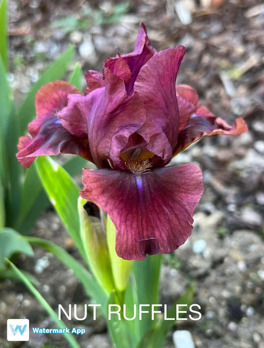 NUT RUFFLES - Dwarf Bearded Iris