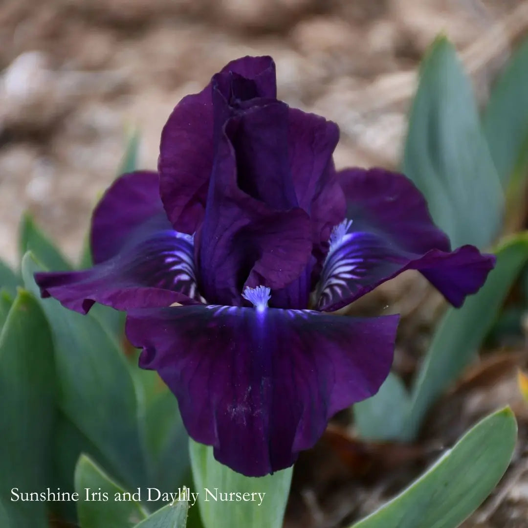Dapper - Dwarf Bearded Iris Sunshine Iris Nursery