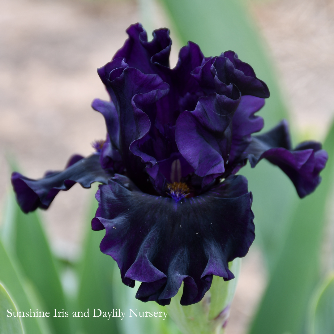 Dark Triad - Intermediate Bearded Iris