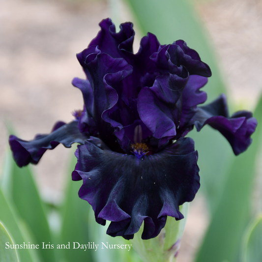 Dark Triad - Intermediate Bearded Iris