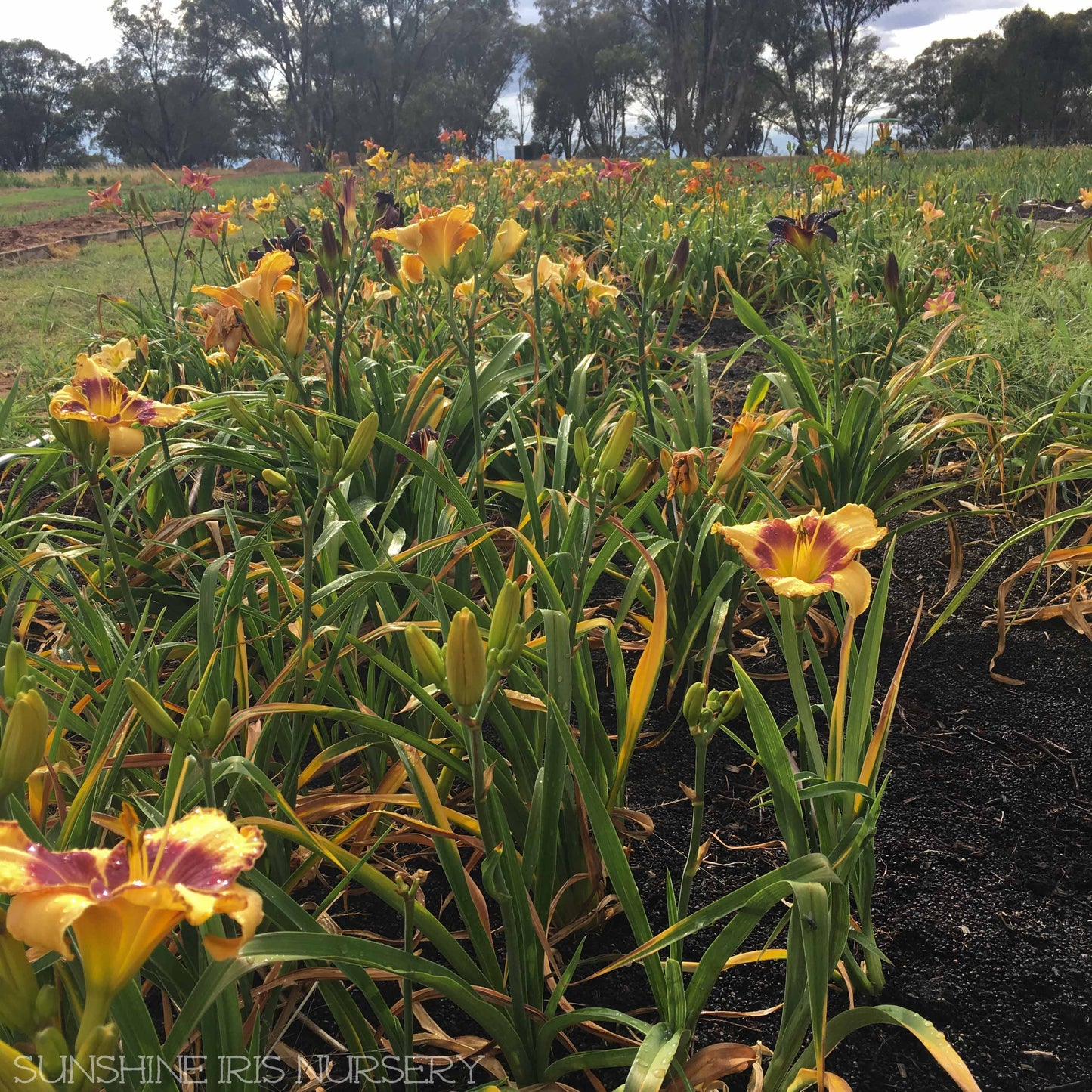 Daylily Extra Special - 5 unnamed day lilies $40 plus postage