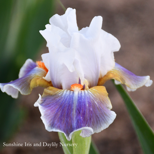 Dazzling  - Intermediate Bearded Iris