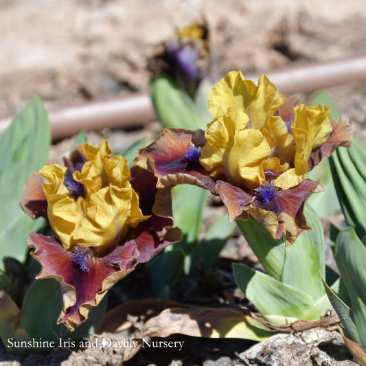 Decree - Dwarf Bearded Iris Sunshine Iris Nursery