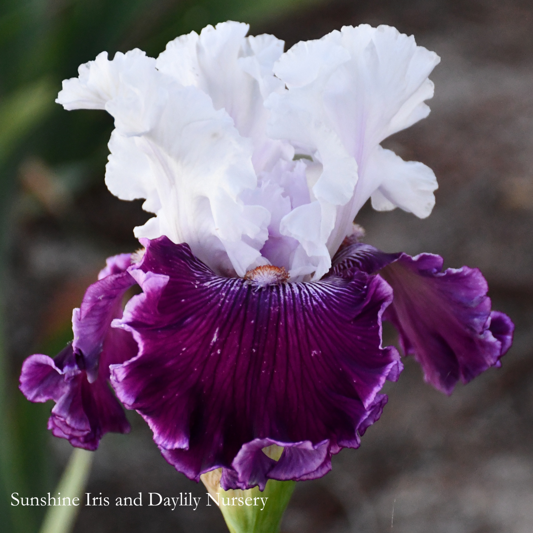 Dinner Talk - Tall Bearded Iris