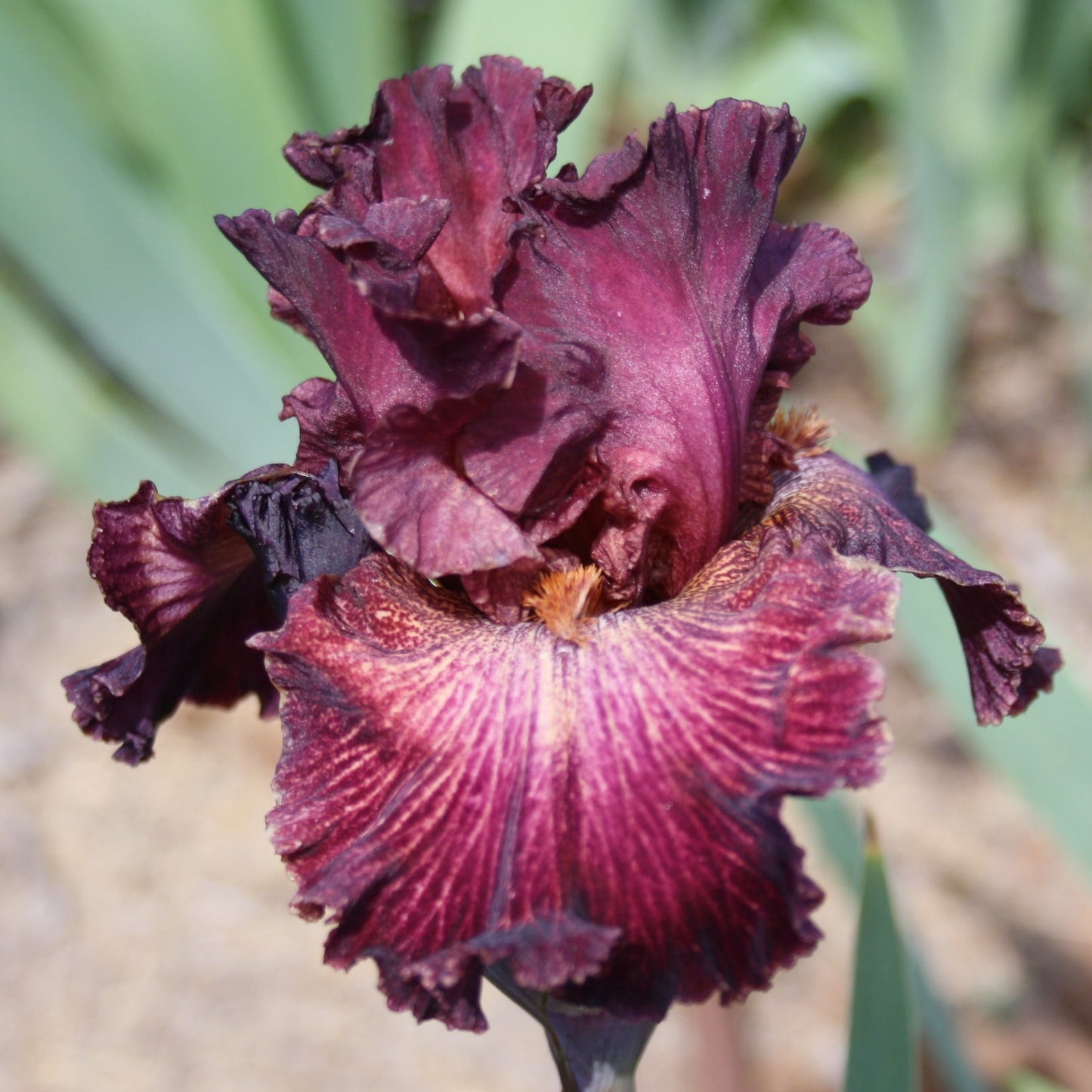 Double Vision - Tall Bearded Iris