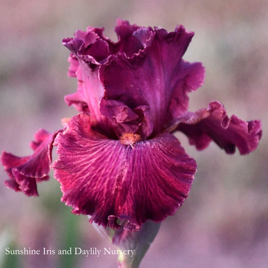 Double Vision - Tall Bearded Iris