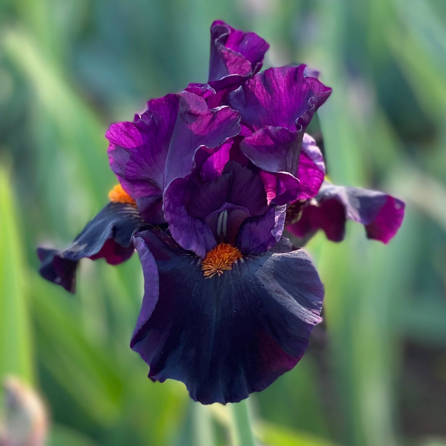 Dracula’s Kiss - Tall Bearded Iris